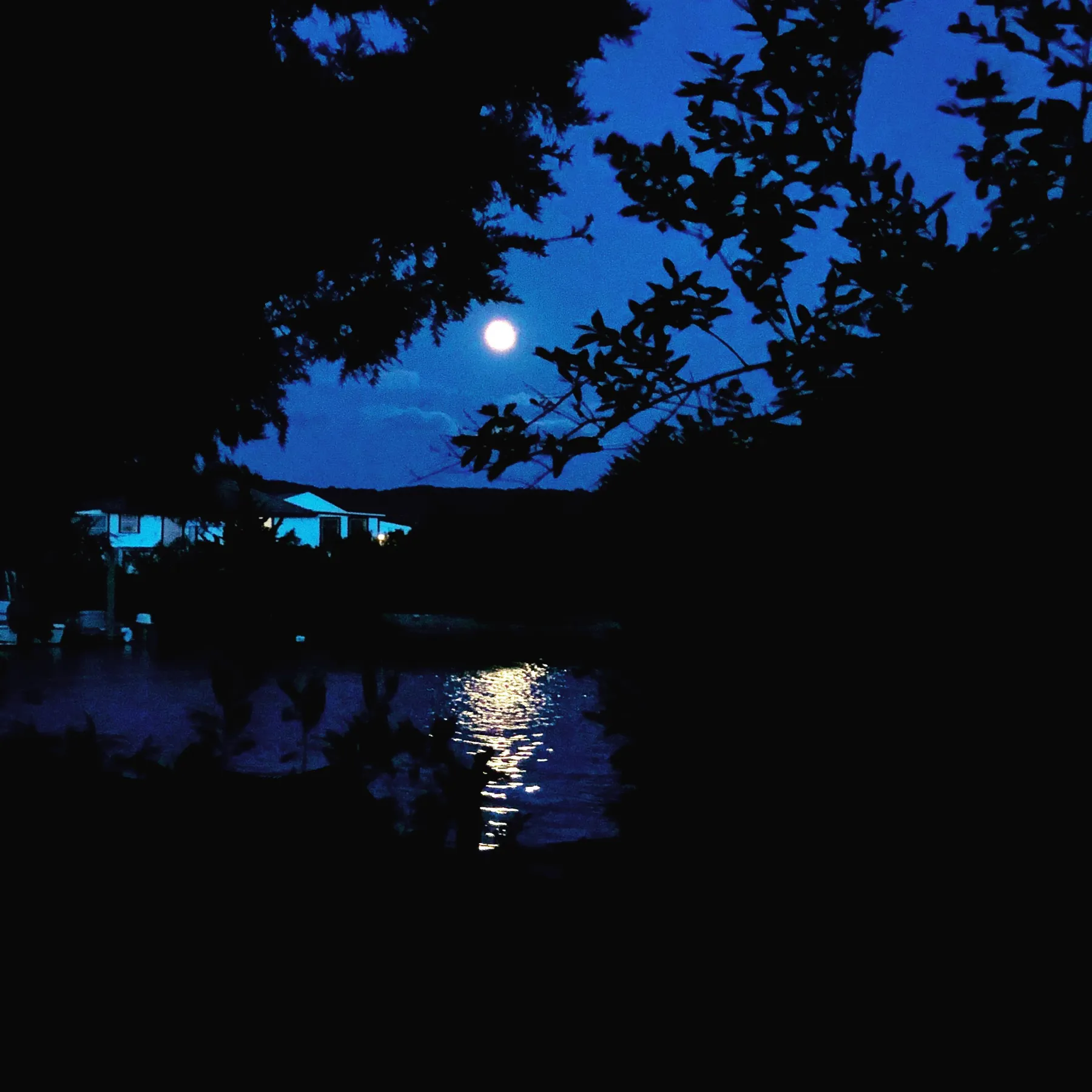 Moonlight over the water through silhouetted trees